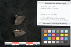 Foto (Objekt + Etikett) von Penteune clarkei F.V. Mueller (NHMW-GEO-2024-0188-10431)